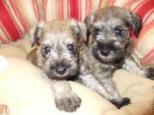 UKCMiniatureSchnauzerpups